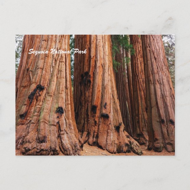 Sequoia-Nationalpark Postkarte (Vorderseite)