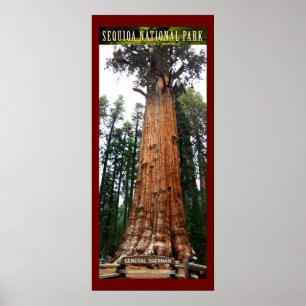 SEQUOIA NAT'L PARK-California Sherman- Poster