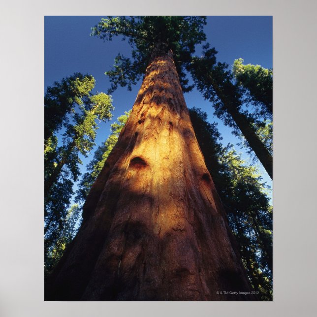 Sequoia Poster (Vorne)