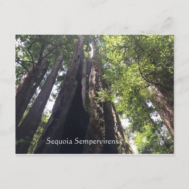 Sequoia Sempervirens Postkarte (Vorderseite)
