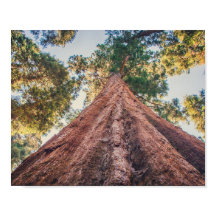 Sequoia Shrine | Poster