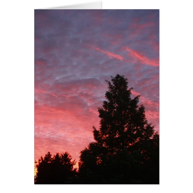 Sequoia Sunrise (Vorne)