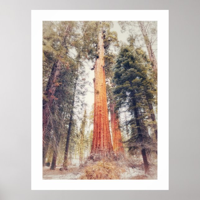 Sequoia Tree Poster (Vorne)