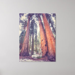 Sequoia-Wald Leinwanddruck