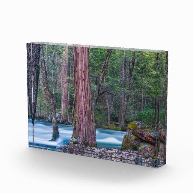 Sequoias & Merced River Yosemite National Park, CA Fotoblock (Rechts)