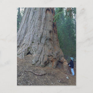 Sequoias Trees Riants Postkarte
