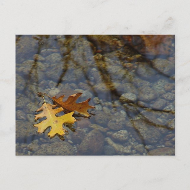 Sequuia Postkarte (Vorderseite)