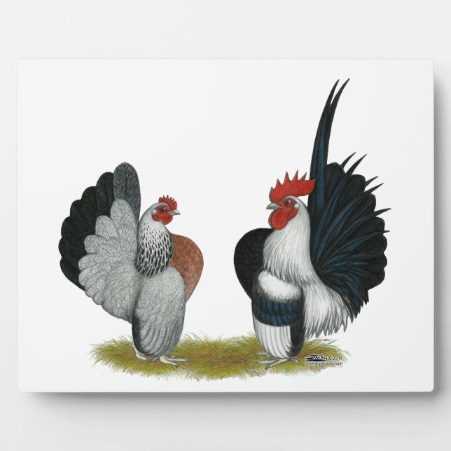 Serama Bantams Fotoplatte (Vorderseite)