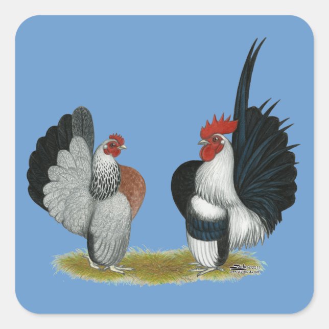 Serama Bantams Quadratischer Aufkleber (Vorderseite)