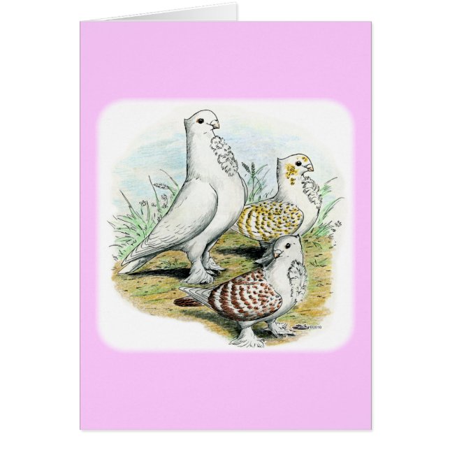 Seraphim Pigeons (Devant)