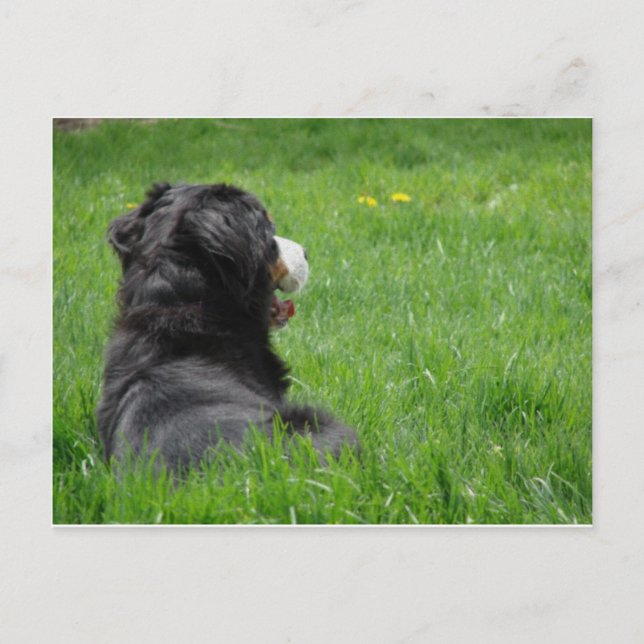 Serena in der Sonne Postkarte (Vorderseite)