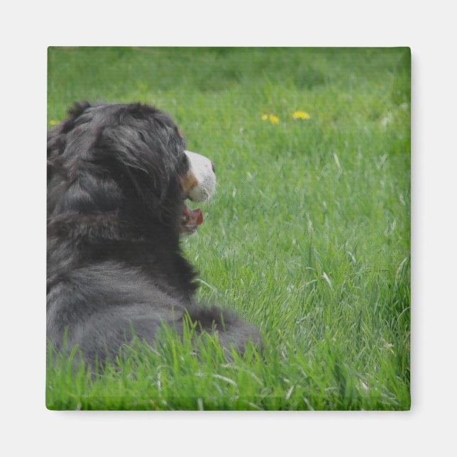 Serena the Bernese Mountain Dog genießt Sonnensche Magnet (Vorne)