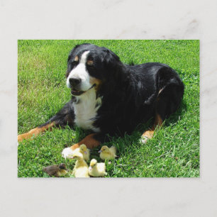 Serena und die Ducklings Postkarte