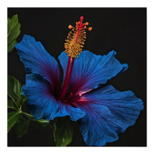 "Serene Bloom: Die Schönheit der Blume des blauen  Poster