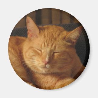 Serene Kitty Magnet