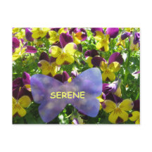 Serene Pansy Postcard
