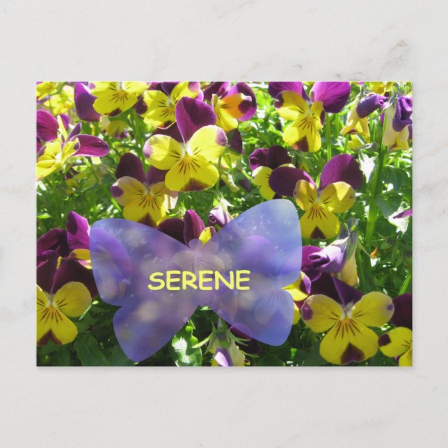 Serene Pansy Postcard Postkarte (Vorderseite)