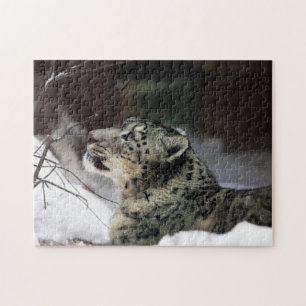 Serene Snow Leopard