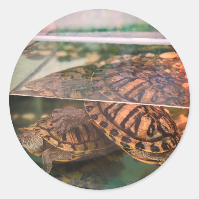 Serene Turtle Reflection Nature Sticker (Vorderseite)