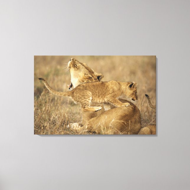 Serengeti-Nationalpark, Tansania Leinwanddruck (Vorderseite)