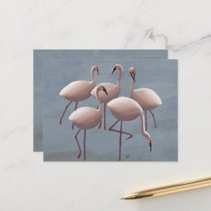 Serengeti Pink Flamingos   Safari wild Postkarte