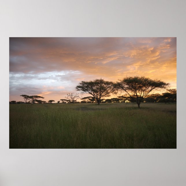 Serengeti Sunset Poster (Vorne)