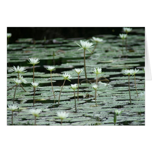 Sérénité (Devant Horizontal)