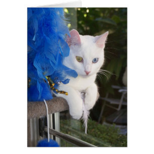 Sérénité avec la carte de boa