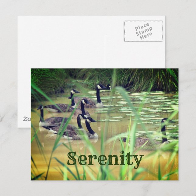 Serenity Canada Gese Inspiration Postkarte (Vorne/Hinten)