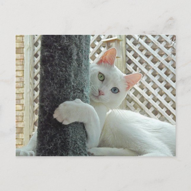 Serenity Hug Postcard Postkarte (Vorderseite)