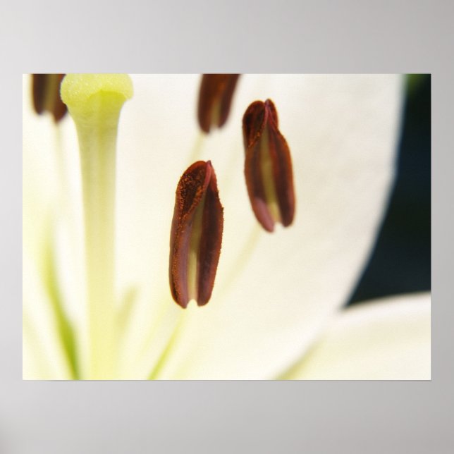 Serenity Print Poster (Vorne)