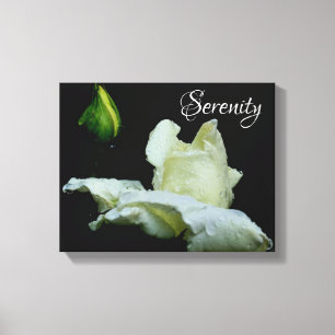 Serenity White Rosenknospe Inspirational Words Leinwanddruck