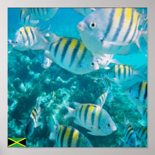 sergent bedeutende Fische Jamaika Poster