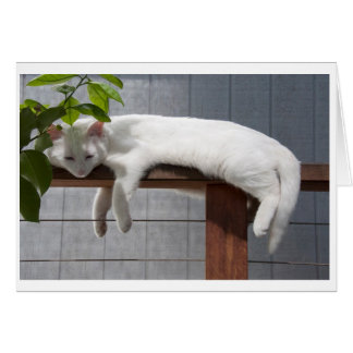 Série comique de carte vierge de chaton