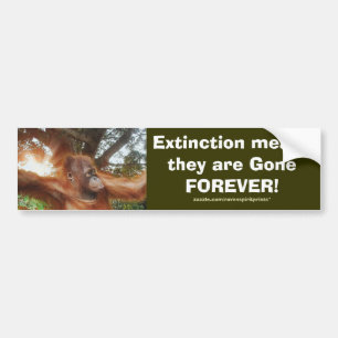 Série de stickers pare-chocs ORANGUTANS EN DANGER