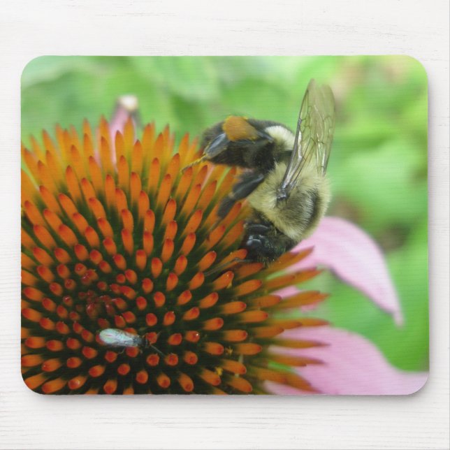 Serie der Ost-Carpenter-Bienen und -Konflower Mousepad (Vorne)