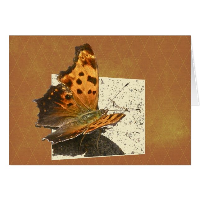 Série des papillons Angle Wing Comma (Devant horizontal)