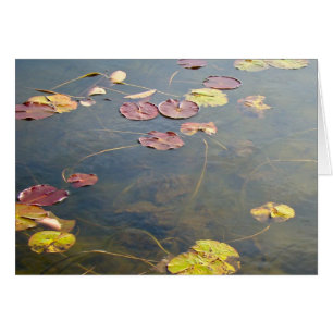 Série Lilypads d'automne
