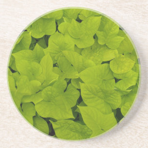 Série Plante/Fleur - Dessous de verre de la vigne 