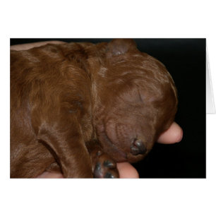 Series-03 nouveau-né