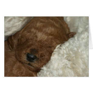 Series-04 nouveau-né