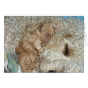 Series-06 nouveau-né