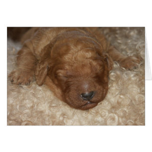 Series-10 nouveau-né