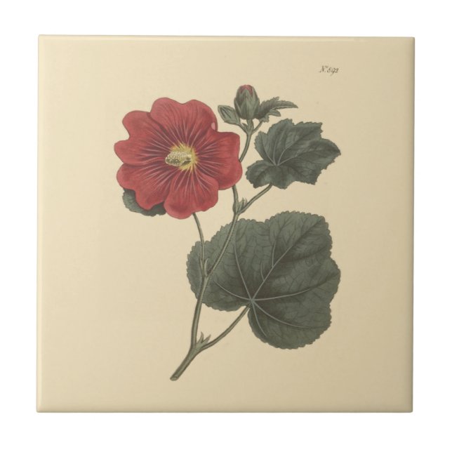 Seringapatam Hollyhock Botanische Illustration Fliese (Vorderseite)