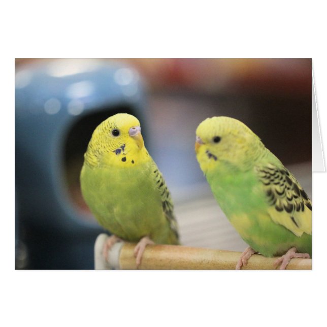 Seriöse Keets (Vorderseite (Horizontal))