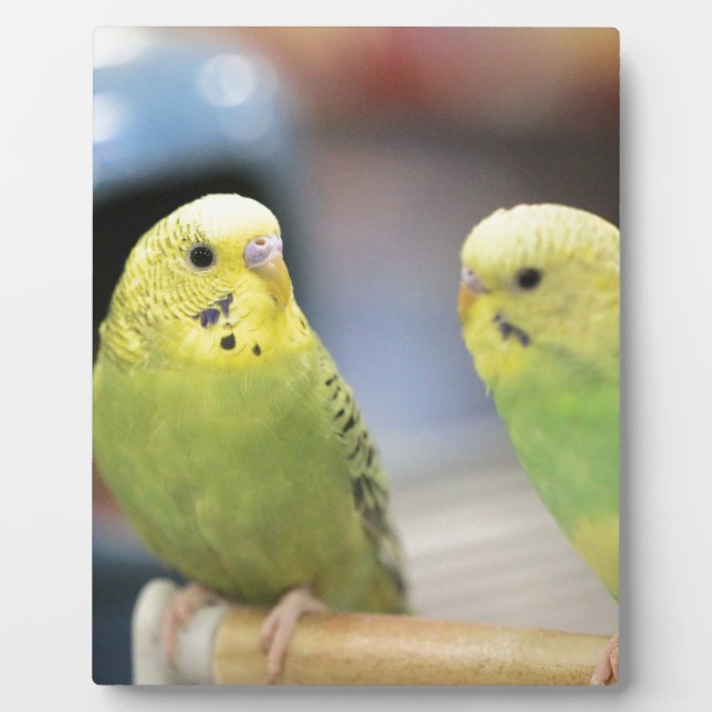 Seriöse Keets Fotoplatte (Vorderseite)