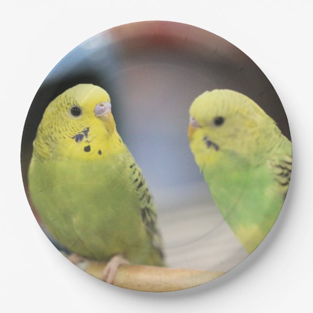 Seriöse Keets Pappteller (Vorderseite)