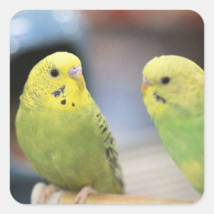 Seriöse Keets Quadratischer Aufkleber