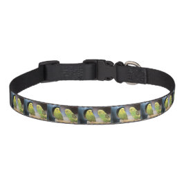 Seriöse Schlüssel Haustierhalsband