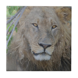 Serious Lion Stare Fliese